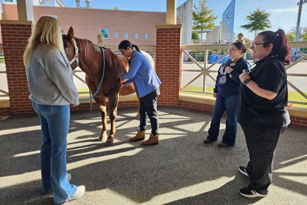 Vet tech students examining a horse