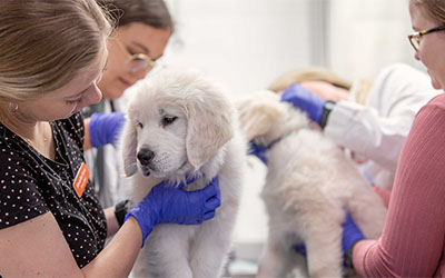 Vet students examining puppies