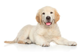 Yellow lab puppy