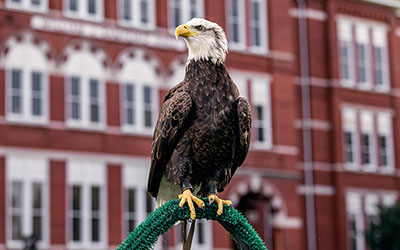 Bald eagle on perch