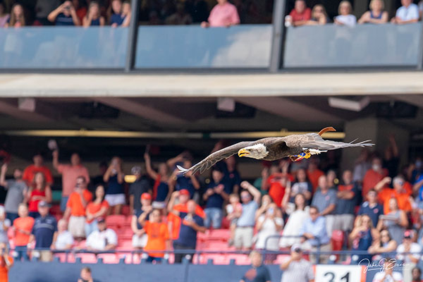Bald eagle soaring over stadium