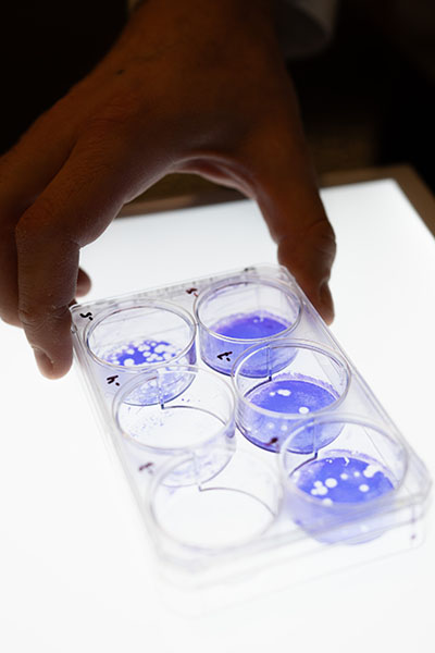 Petri dishes