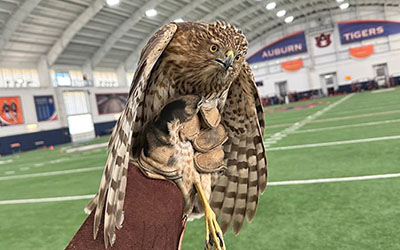 Small raptor in glove