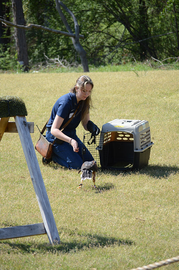 Raptor in front of crate with handler