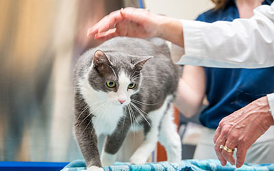 Cat on exam table