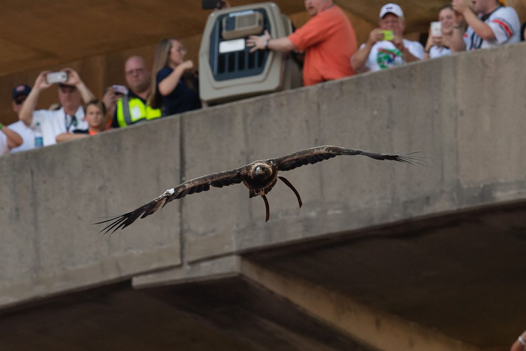 Eagle flying in the stadium