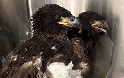 Eaglets in crate