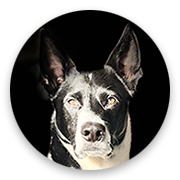 User-Profile-Image
