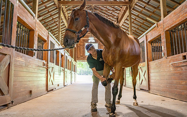 Dr. Sanchez examining a horse