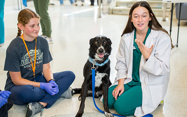 Vet camp counselor