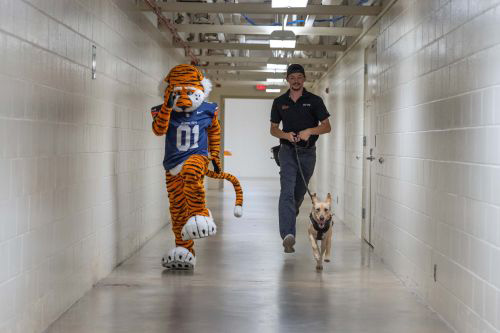 Aubie with handler and dog