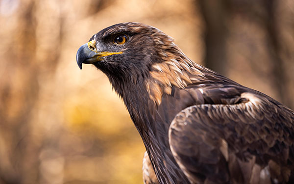 Aurea